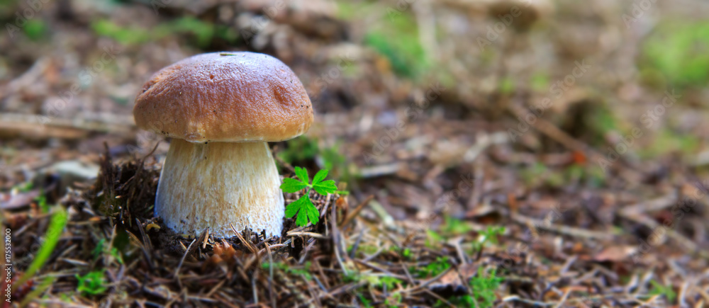 Porcini mushroom in the autumn forest. Porcini mushroom in the autumn forest.