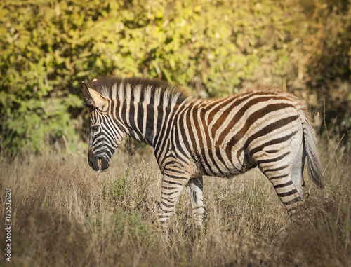 Common Zebra  South  Africa