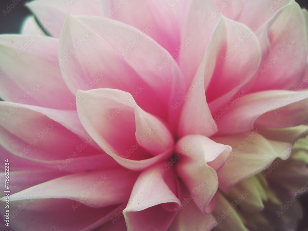 pink dahlia close-up pink dahlia close-up