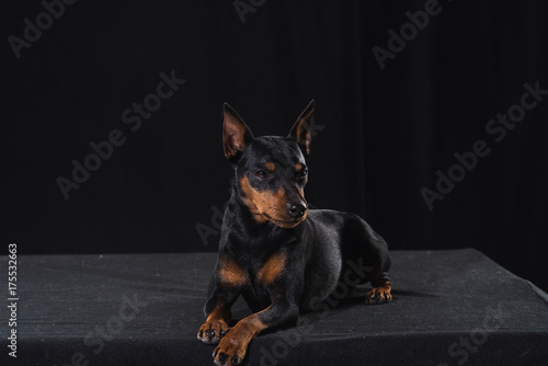 Zwergpinscher on black background. Portrait of a dog. Dog lies and looks away. photo