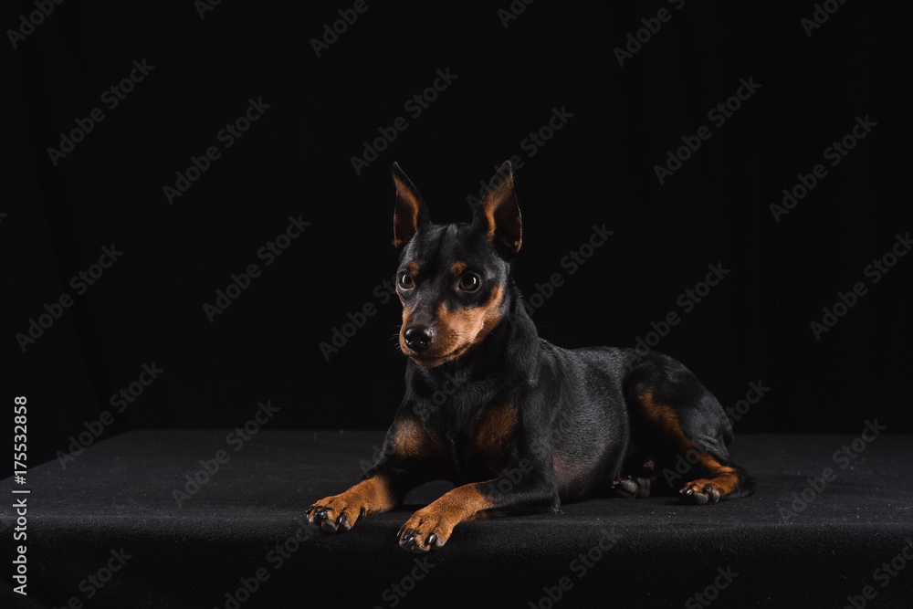 Zwergpinscher on black background. Portrait of a dog. Dog lies and looks away. Zwergpinscher on black background. Portrait of a dog. Dog lies and looks away.