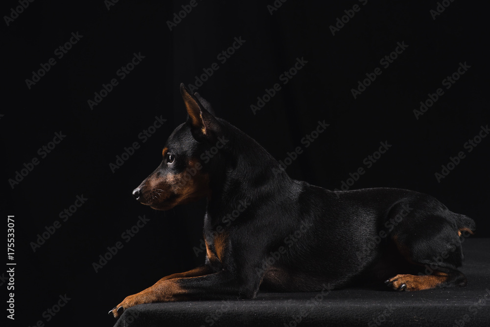 Zwergpinscher on black background. Portrait of a dog. Dog lies and looks away. Side view.