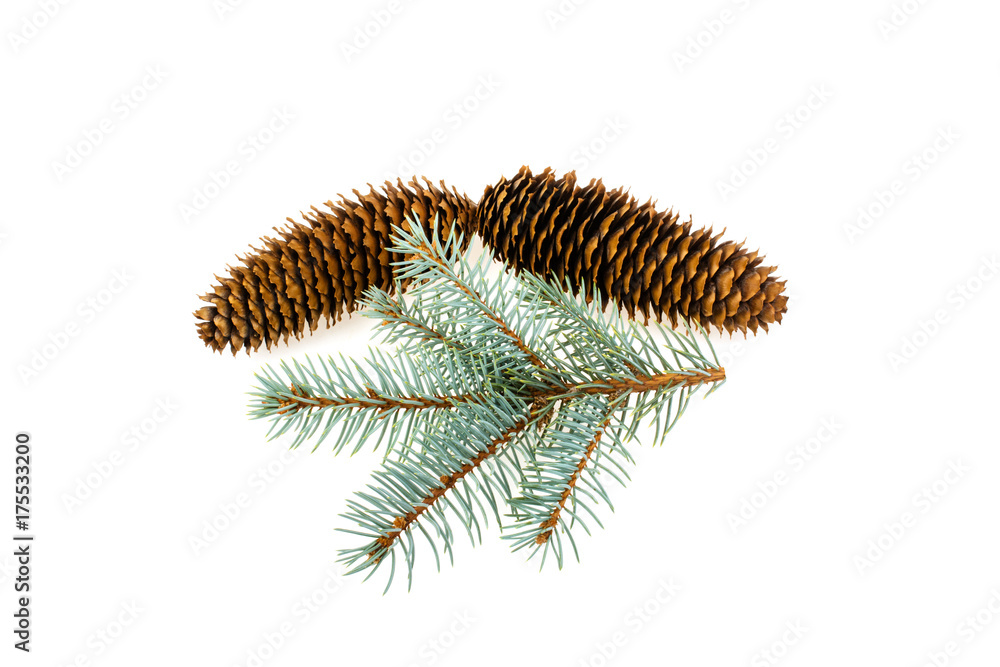 Spruce spruce and pine cone isolated on white background Spruce spruce and pine cone isolated on white background