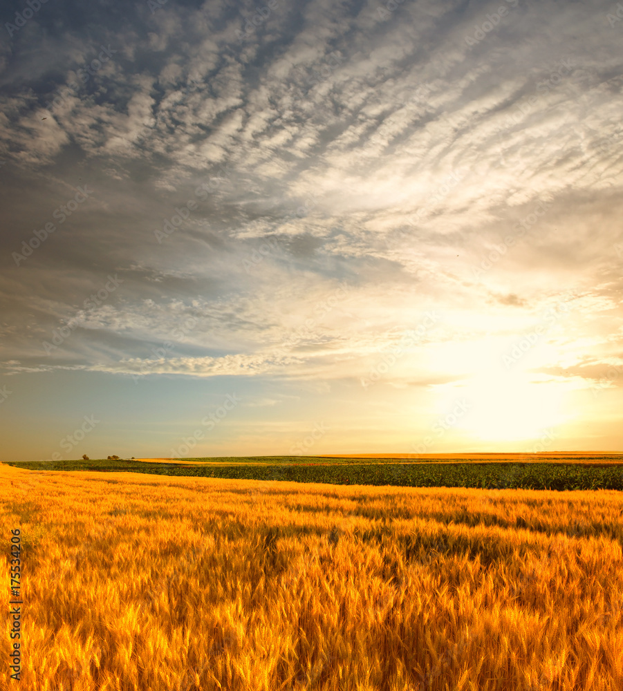 Obraz premium wheat field at the sunset