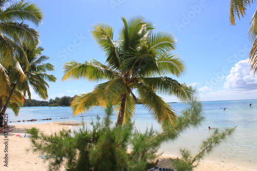 palmier playa © Emma