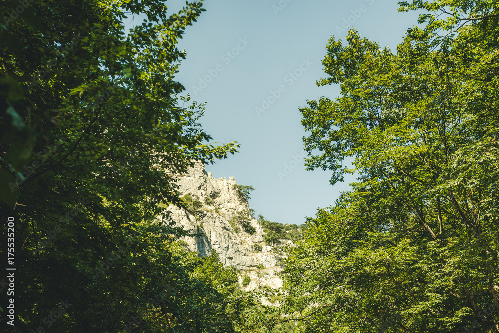 The trees overlook the mountains. The summer landscape.Rocks in the green.