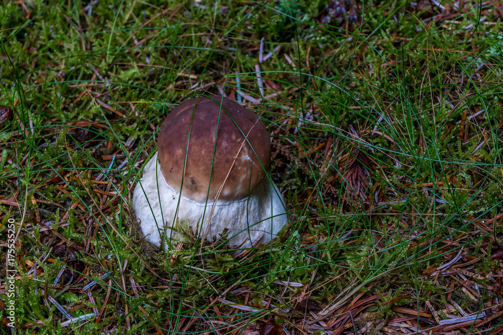 Boletus Edulus on forest floor. Boletus Edulus on forest floor.