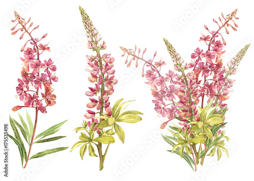 Φωτογραφία Illustration in watercolor of Willow-nerb and Lupine