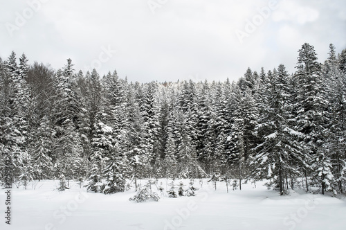 Winter Forest © Alla