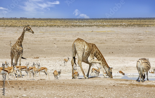A giraffe bending to take a drink with another on the background with zebras and impala in Etosha