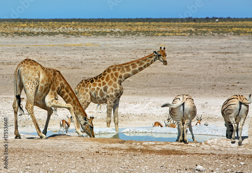 Giraffes, Burchell Zebra at a waterhole in Etosha, Southern Africa