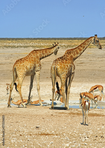 Giraffes and Impala standing on the African plains in Etosha