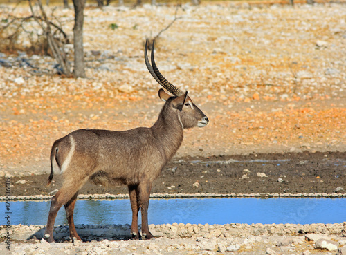 Photography Side profile of a large male waterbuck standing next to a waterhole in Etosha