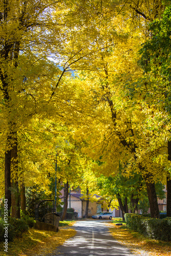 The sun s rays strike between the leaves on the tree  the autumn yellow foliage