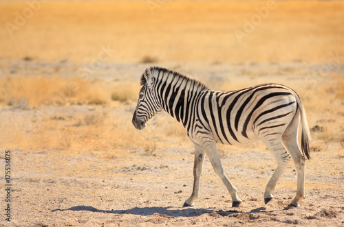 Isolated Burchell Zebra walking across the Etosha Pan in Namibia © paula