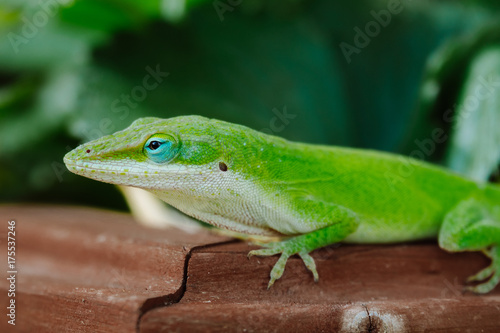 Anole Lizard © Chee