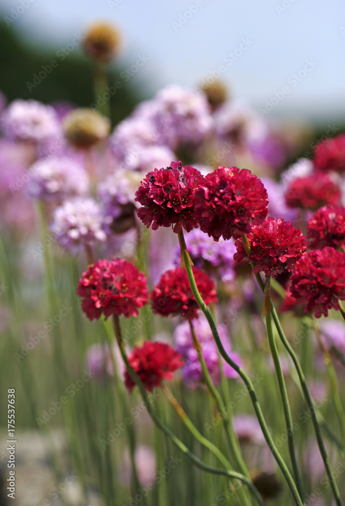 Bunch of brightly purple coloured Chives Bunch of brightly purple coloured Chives