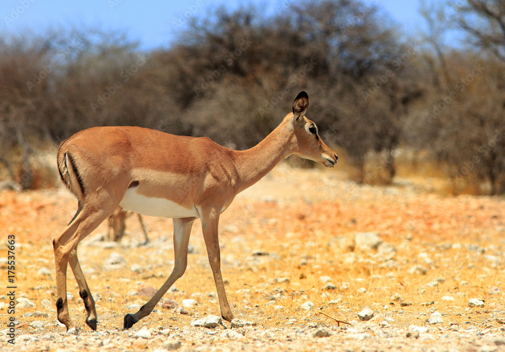 Lone Impala walking across the plains with a natural bush ve;d and blue sky background in Namibia Lone Impala walking across the plains with a natural bush ve;d and blue sky background in Namibia