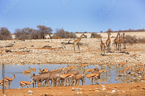 Busy waterhole full of different animals in Okaukeujo, Namibia
