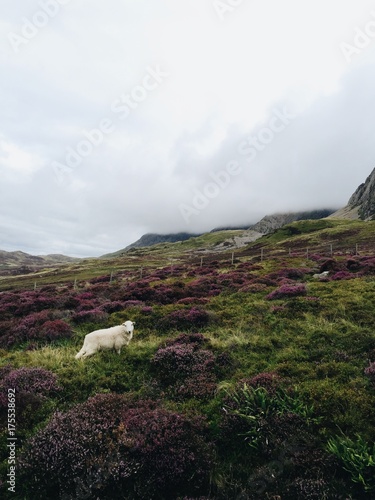 Heather and sheep on a misty welsh mountain photo