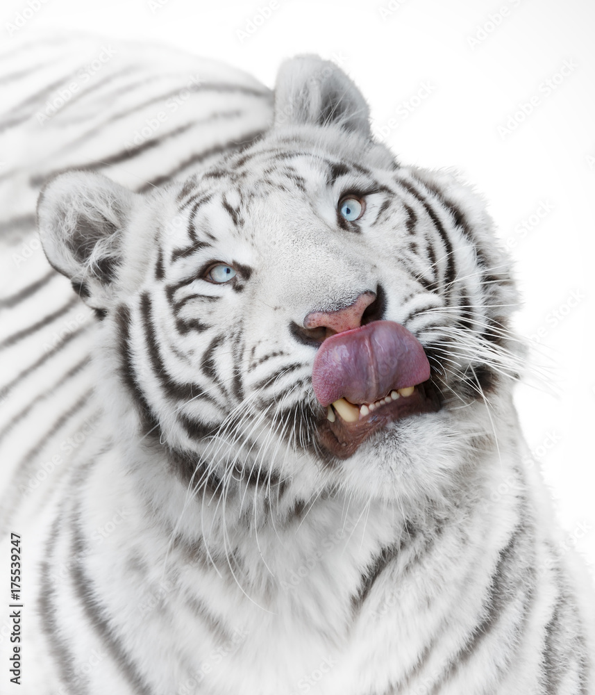 Naklejka premium Głodny tygrys