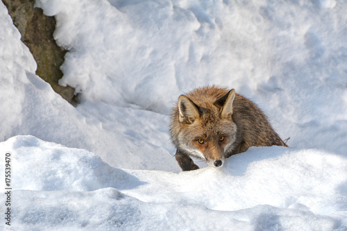 A red fox  is watching directly then camera on the snowy Valsesia mountains. photo