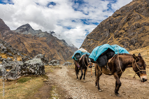 Fototapeta Naklejka Na Ścianę i Meble -  Horses/Mules carrying supplies