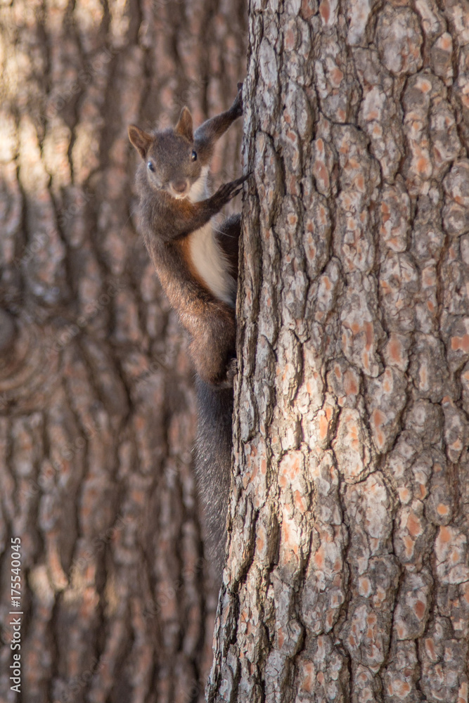 Wiewiórka na drzewie - obrazy, fototapety, plakaty 
