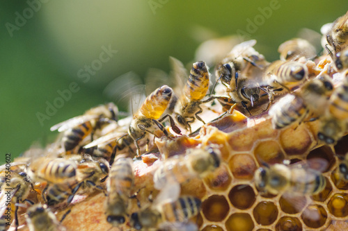 pszczoły na plastrze miodu w pasiece
 #175540602