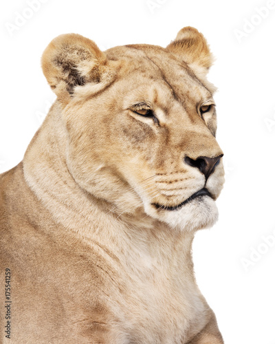 Portrait of lioness isolated on white background