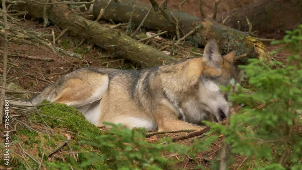 Eurasian wolf (Canis lupus lupus) Eurasian wolf (Canis lupus lupus)