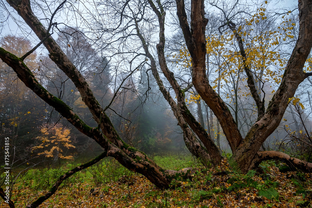 Fantasy autumn landscape with dried tree Fantasy autumn landscape with dried tree