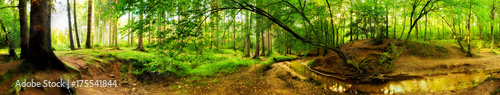 Panorama of a beautiful forest with creek