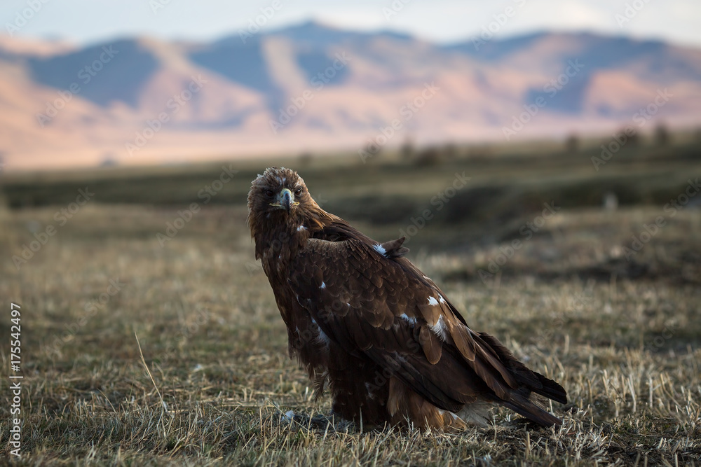 Naklejka premium Golden eagle sits in the steppe on the background of the Mongolian mountains.