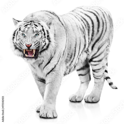 Fotografie, Obraz Furious white tiger
