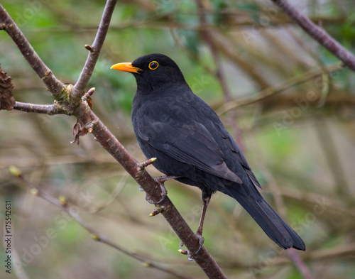 Blackbird perched with orange eye