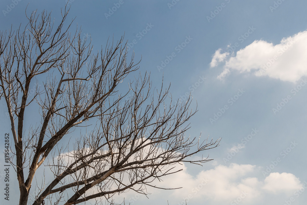 Silhouette of dead leafless bare branches of tree after foredt wildfire with blue cloudy sky on the background Silhouette of dead leafless bare branches of tree after foredt wildfire with blue cloudy sky on the background