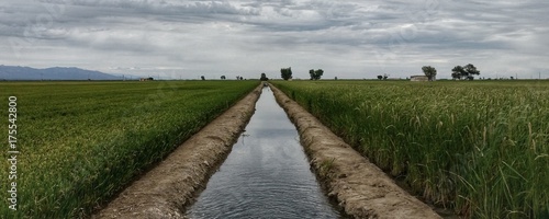 Campos de arrozales en el Delta del Ebro