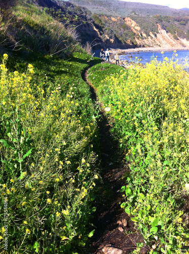 Path by the Sea photo