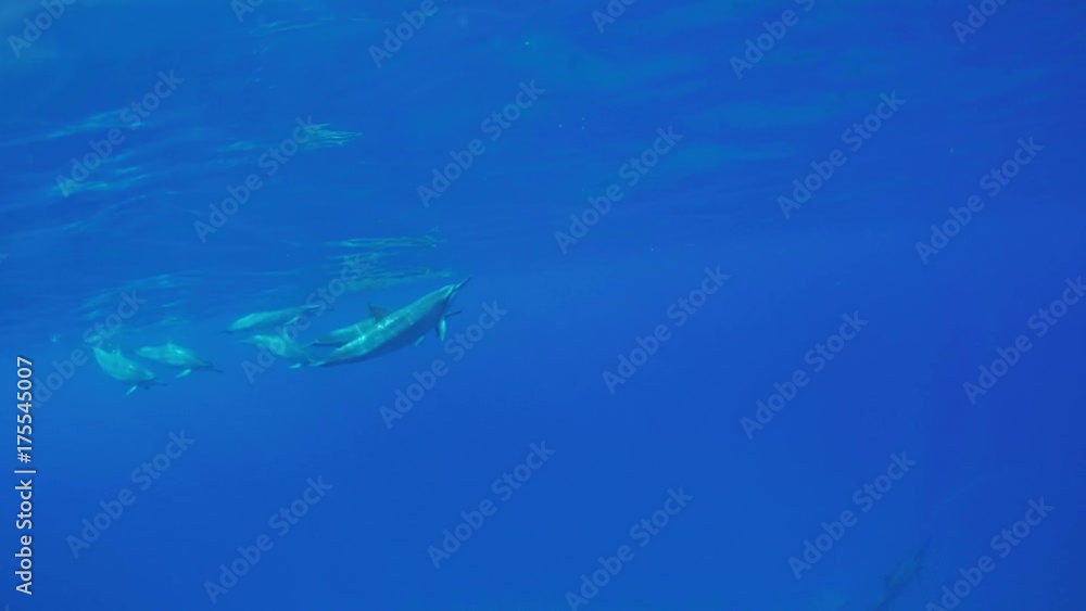 Big pod of wild dolphins traweling underwater in blue ocean water Big pod of wild dolphins traweling underwater in blue ocean water