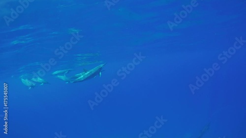 Wallpaper Mural Big pod of wild dolphins traweling underwater in blue ocean water Torontodigital.ca