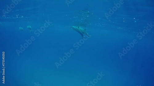 Wallpaper Mural Big pod of wild dolphins traweling underwater in blue ocean water Torontodigital.ca