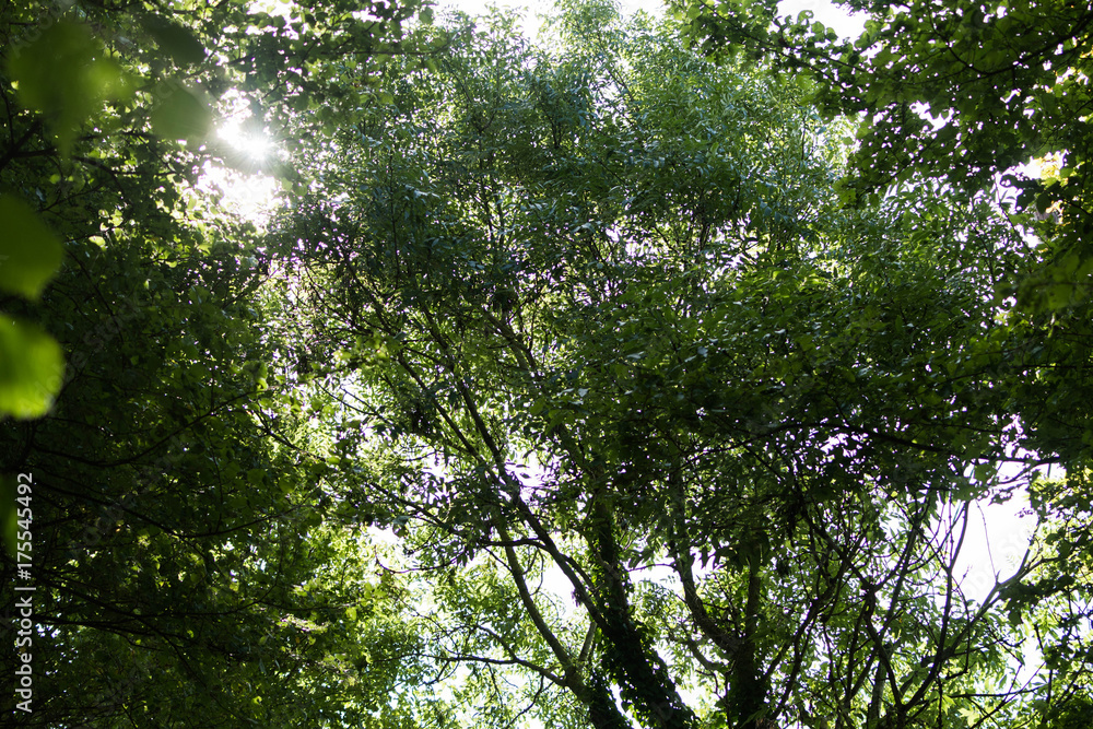 sun through the trees sun through the trees