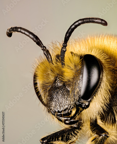 Focus Stacking - Ivy Bee, Bee, Colletes hederae photo