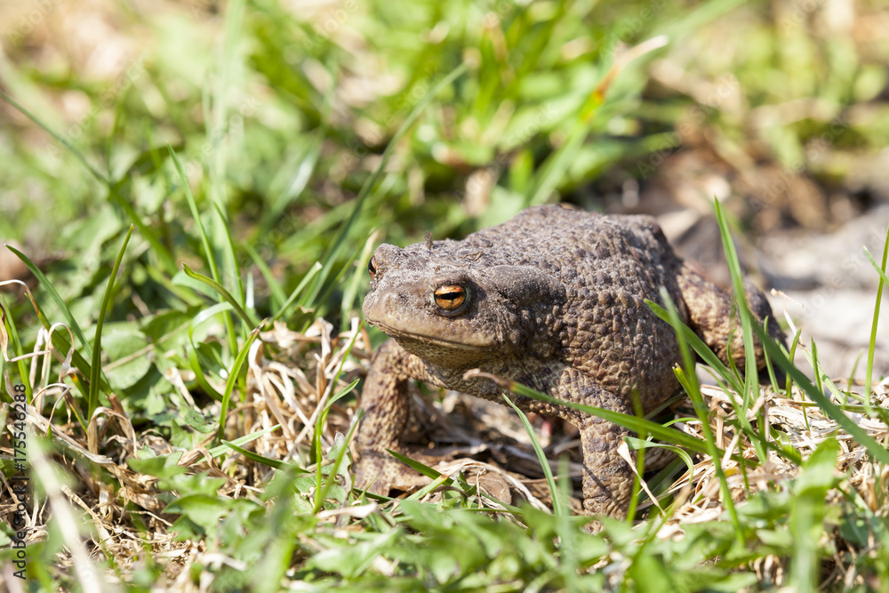 Green toad Green toad