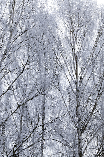 Photographed winter forest