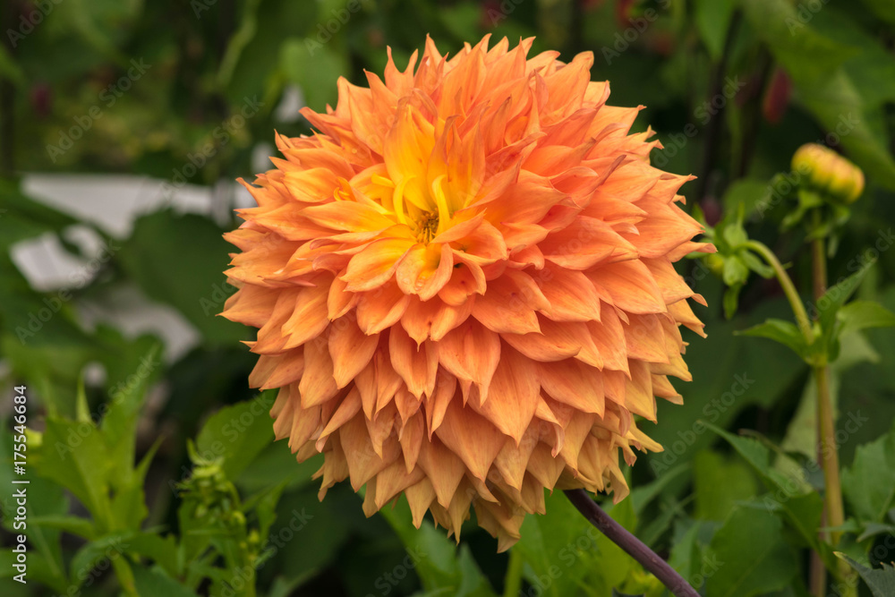 Dahlia flower close up. Dahlia flower close up.