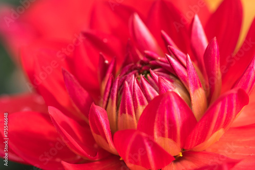 Close up of a red Dahlia Rose.