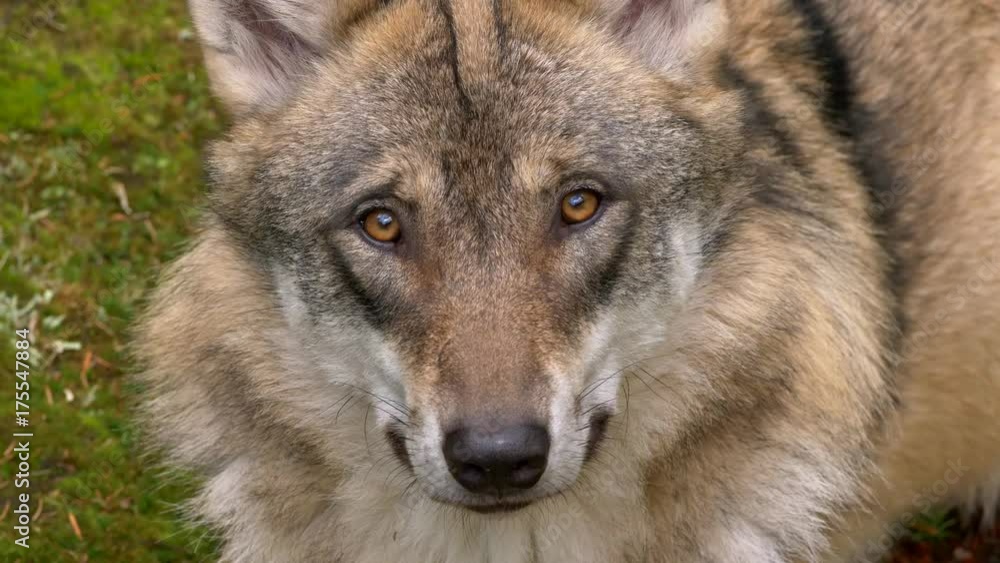 Eurasian wolf Eurasian wolf