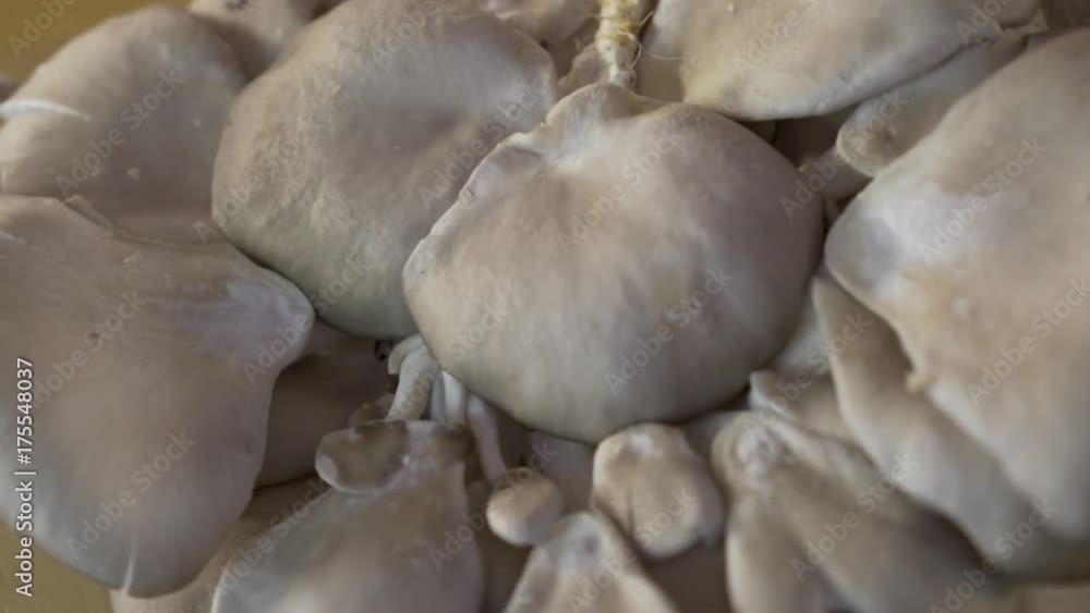 Very tight shot of turning, fresh oyster mushrooms on a thick wooden cutting board. Very tight shot of turning, fresh oyster mushrooms on a thick wooden cutting board.